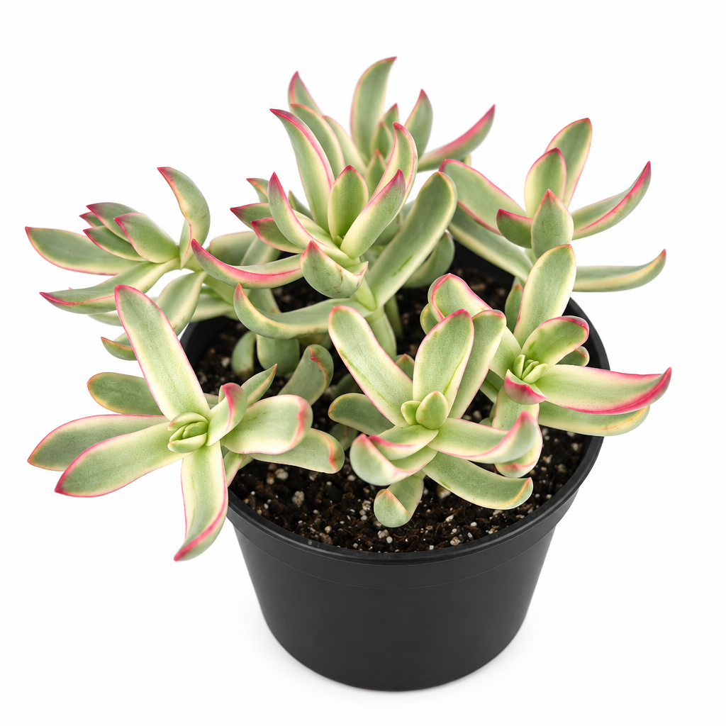 Crassula Candy Cane with cream-and-green variegated leaves and pink edges in a black 4-inch nursery pot on white