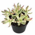 Crassula Candy Cane with cream-and-green variegated leaves and pink edges in a black 4-inch nursery pot on white