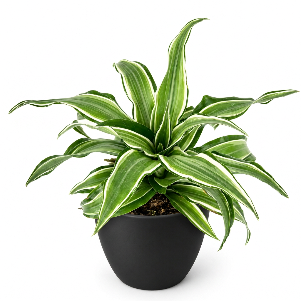 Young Dracaena Kanzii with arching green and pale-striped leaves in a black BASEL 4.7-inch planter; decorative planter sold separately, plant ships in a 4-inch nursery grow pot