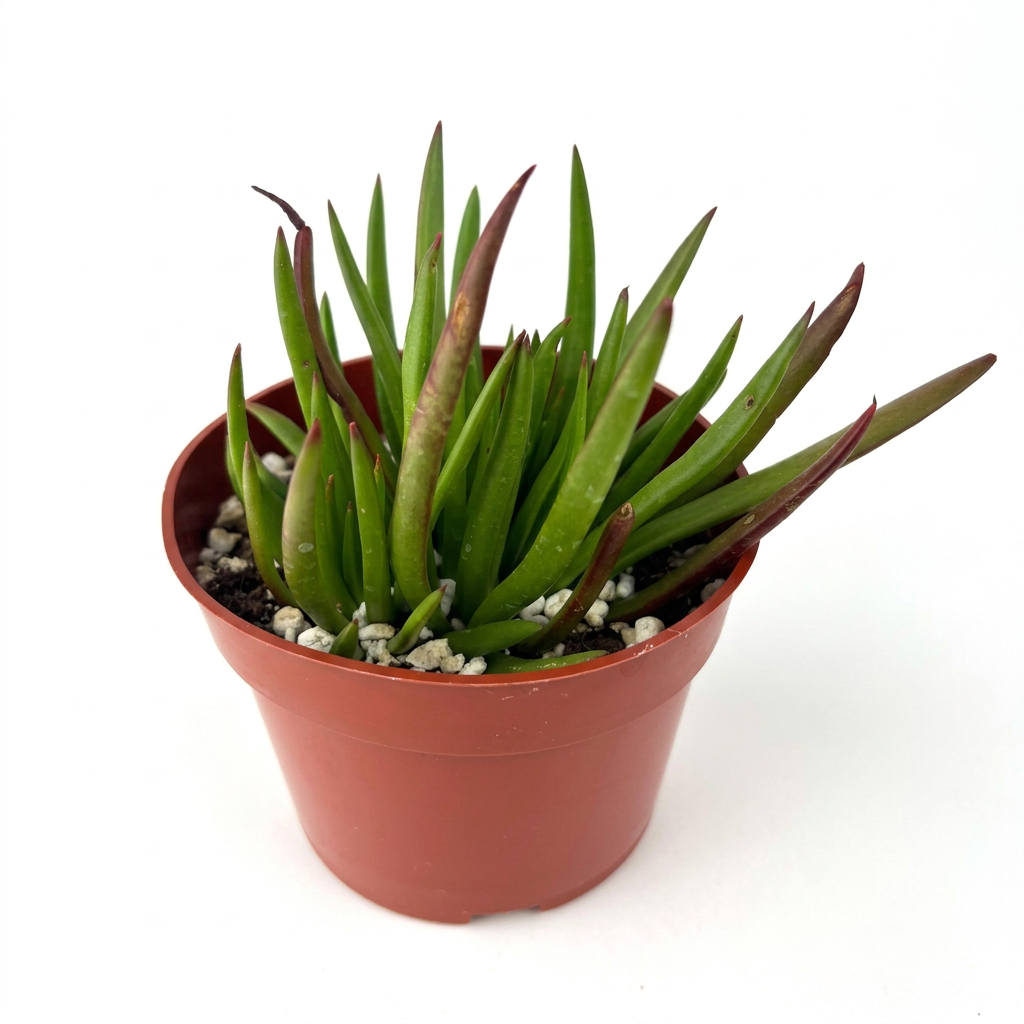 Crassula Devil’s Horns with pointed green and red-tipped leaves in a 4-inch nursery pot on a white background