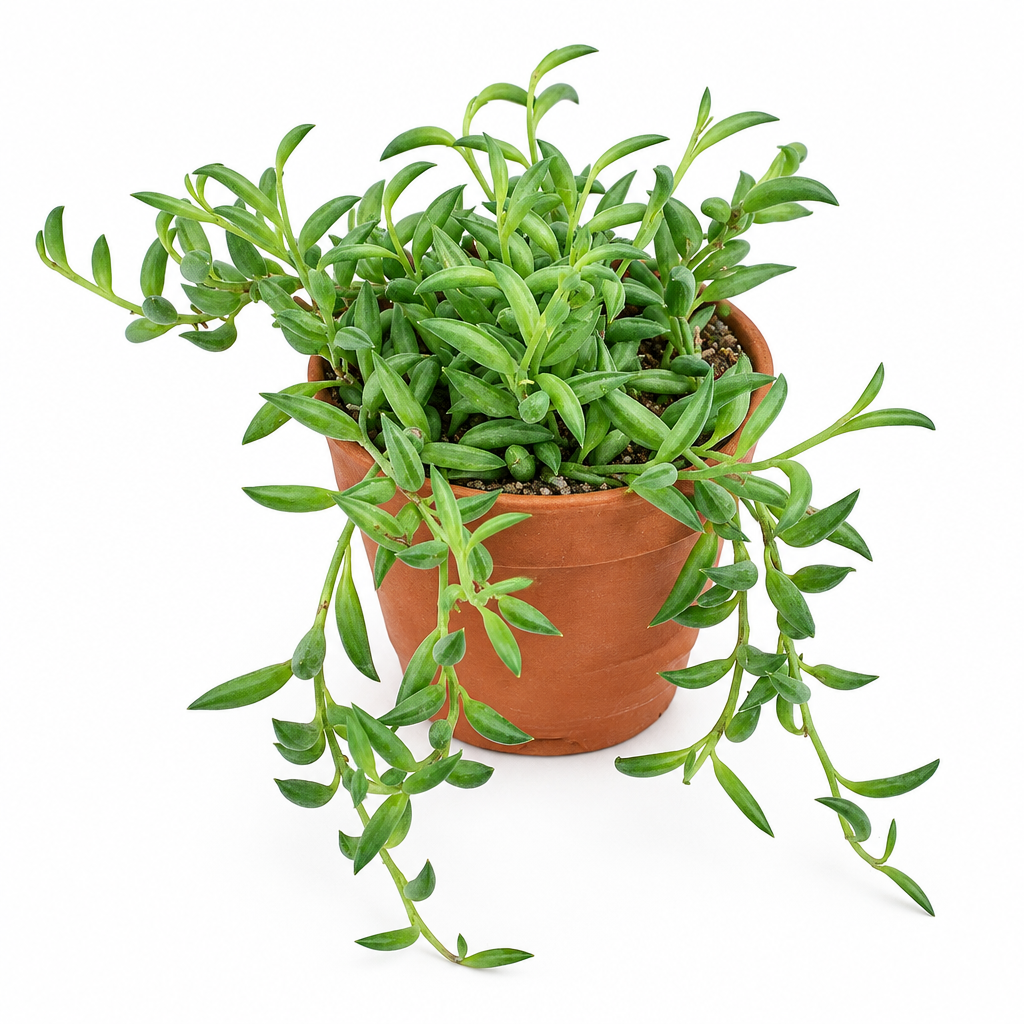 String of Bananas directly planted in a warm terracotta pot on white