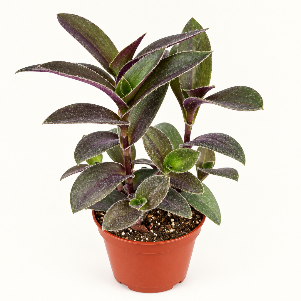Tradescantia Pale Puma with fuzzy purple-green leaves in 4-inch nursery pot
