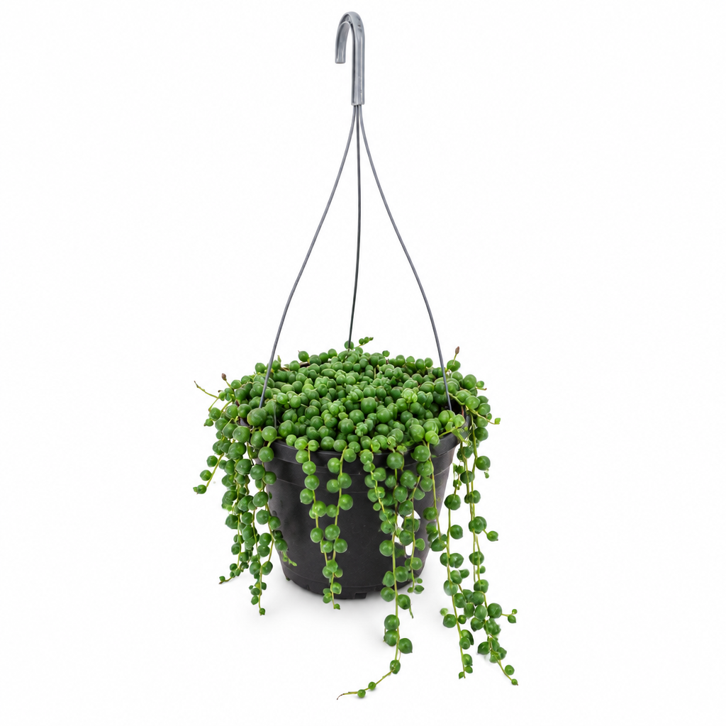 String of Pearls succulent with round green leaves trailing from a 6-inch hanging basket with hanger on white