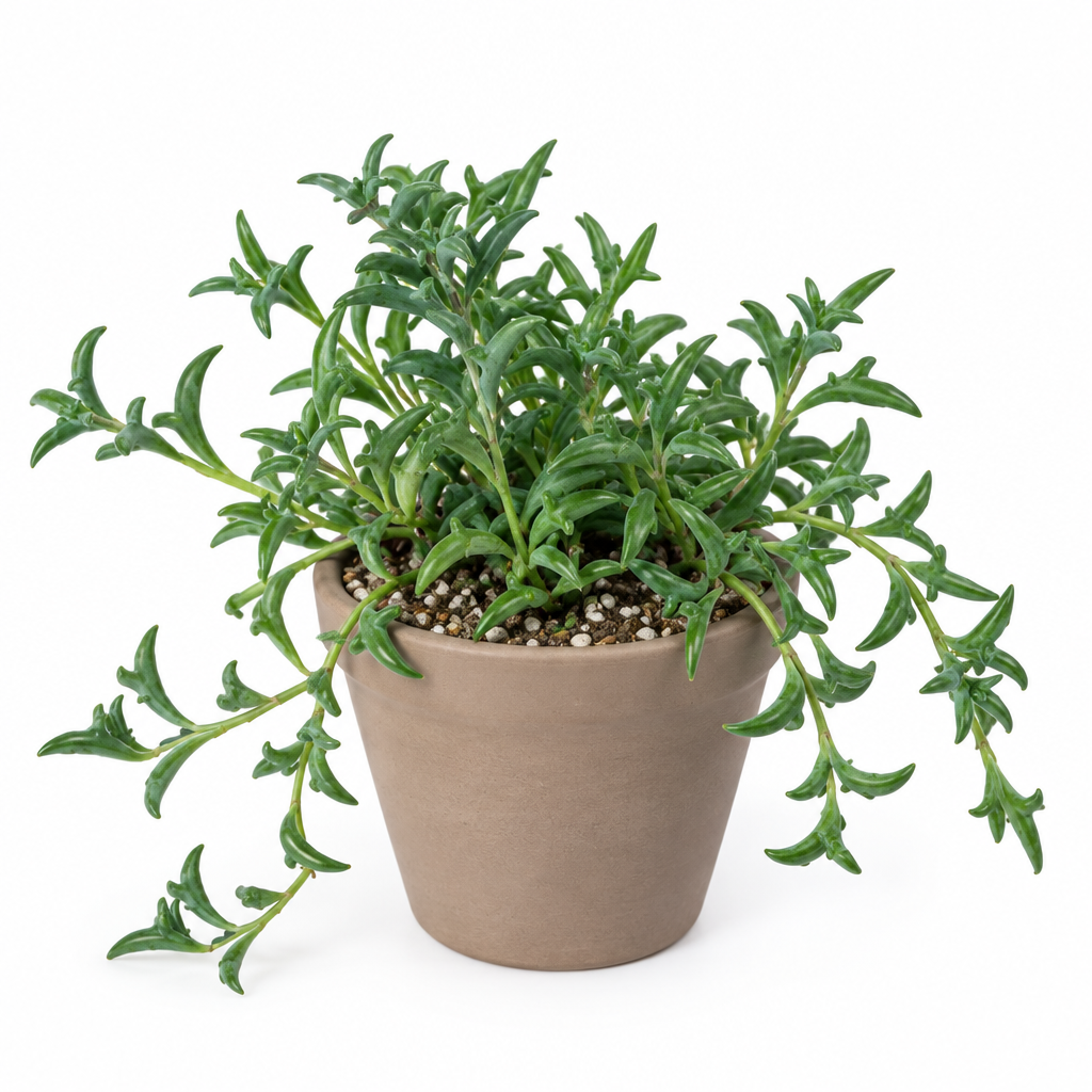 String of Dolphins succulent planted in taupe terracotta pot on white background; pot not included