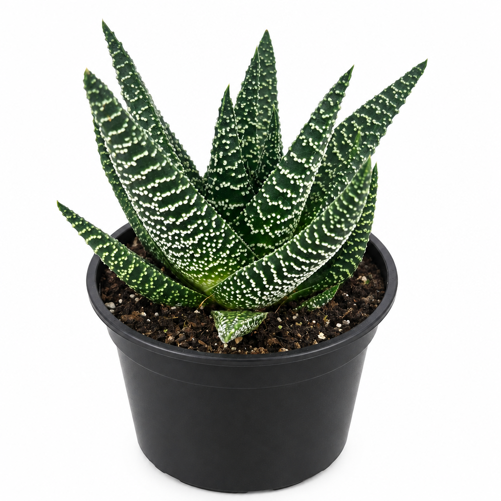 Gasteraloe Okavango with white-banded green leaves in a round black 4-inch grow pot