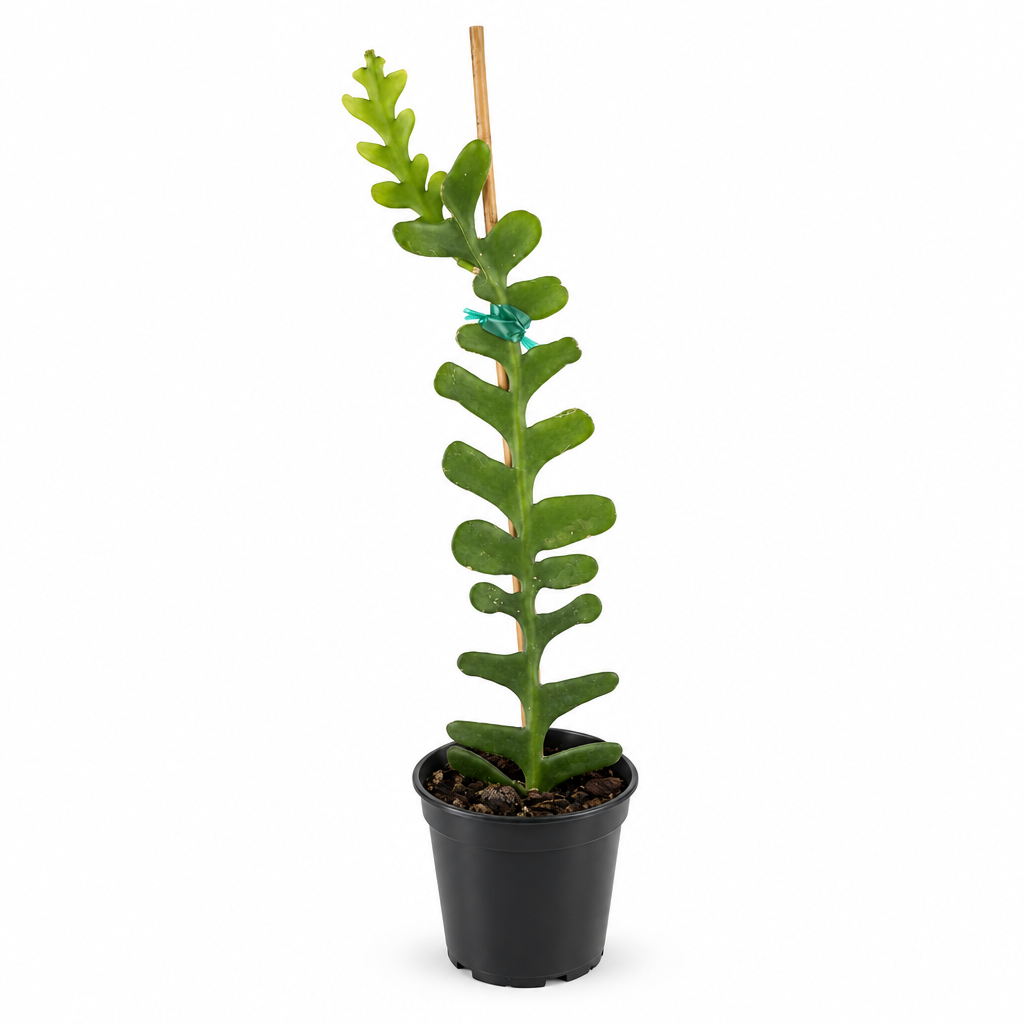 Giant fishbone cactus with zigzag stems and bamboo stake in black 4-inch nursery pot on white