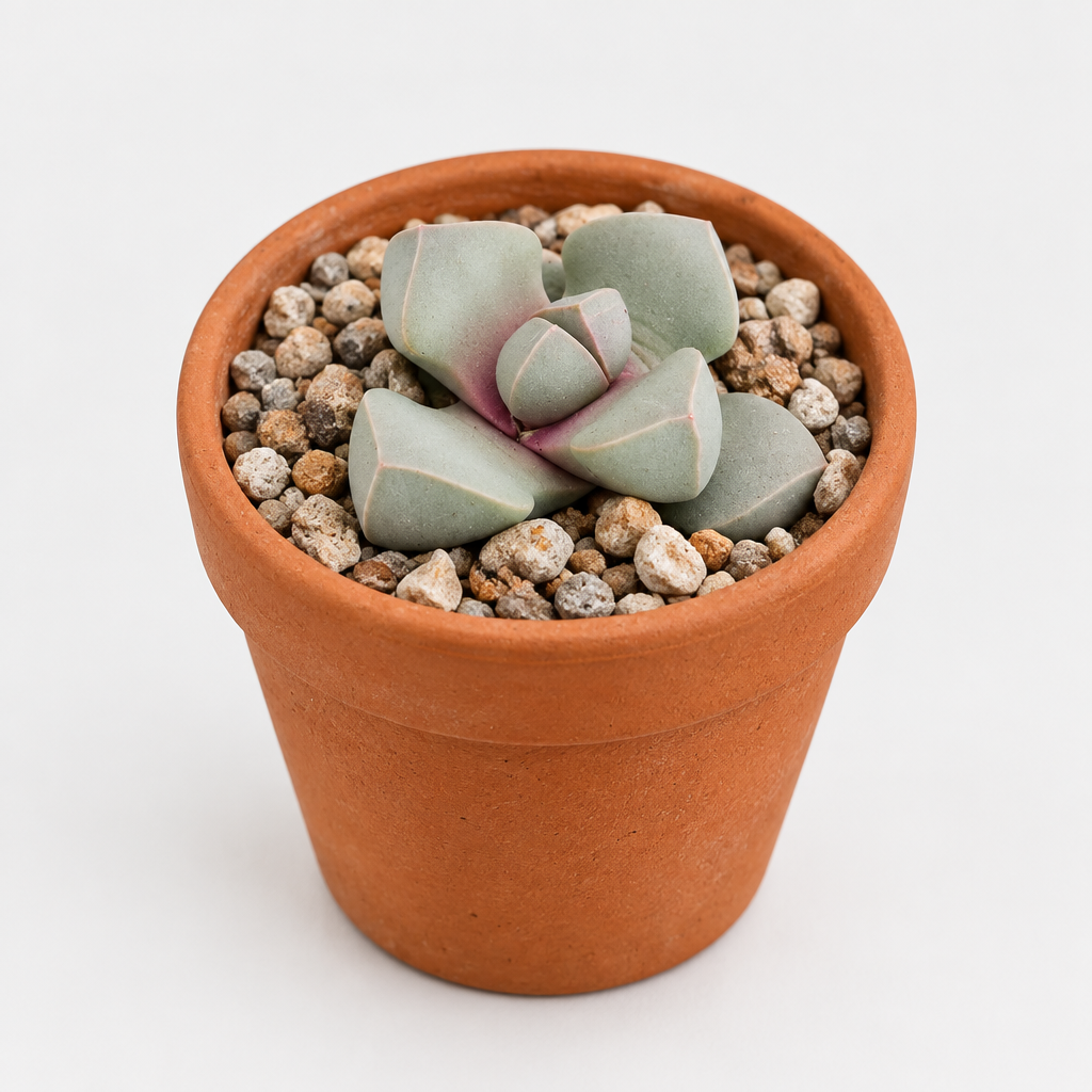 Karoo Split Rock Lapidaria margaretae styled in a warm terracotta pot, decorative pot not included