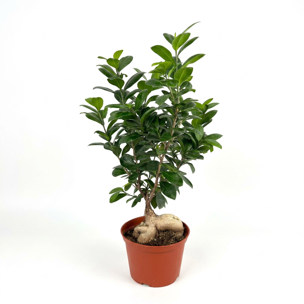 Ginseng Ficus with exposed swollen roots and glossy green leaves in a six-inch nursery pot on a white background.
