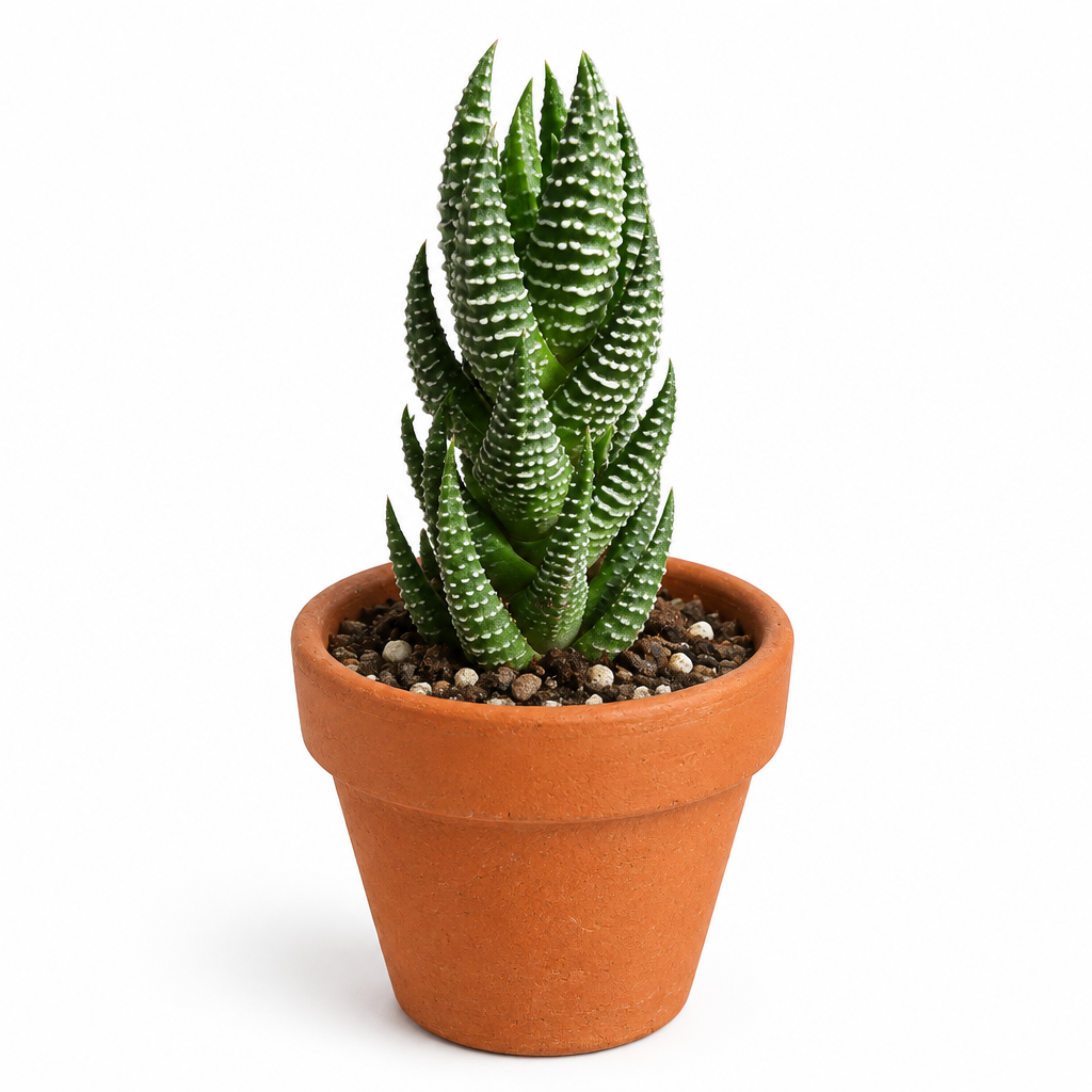 Haworthia reinwardtii directly planted in warm terracotta on white