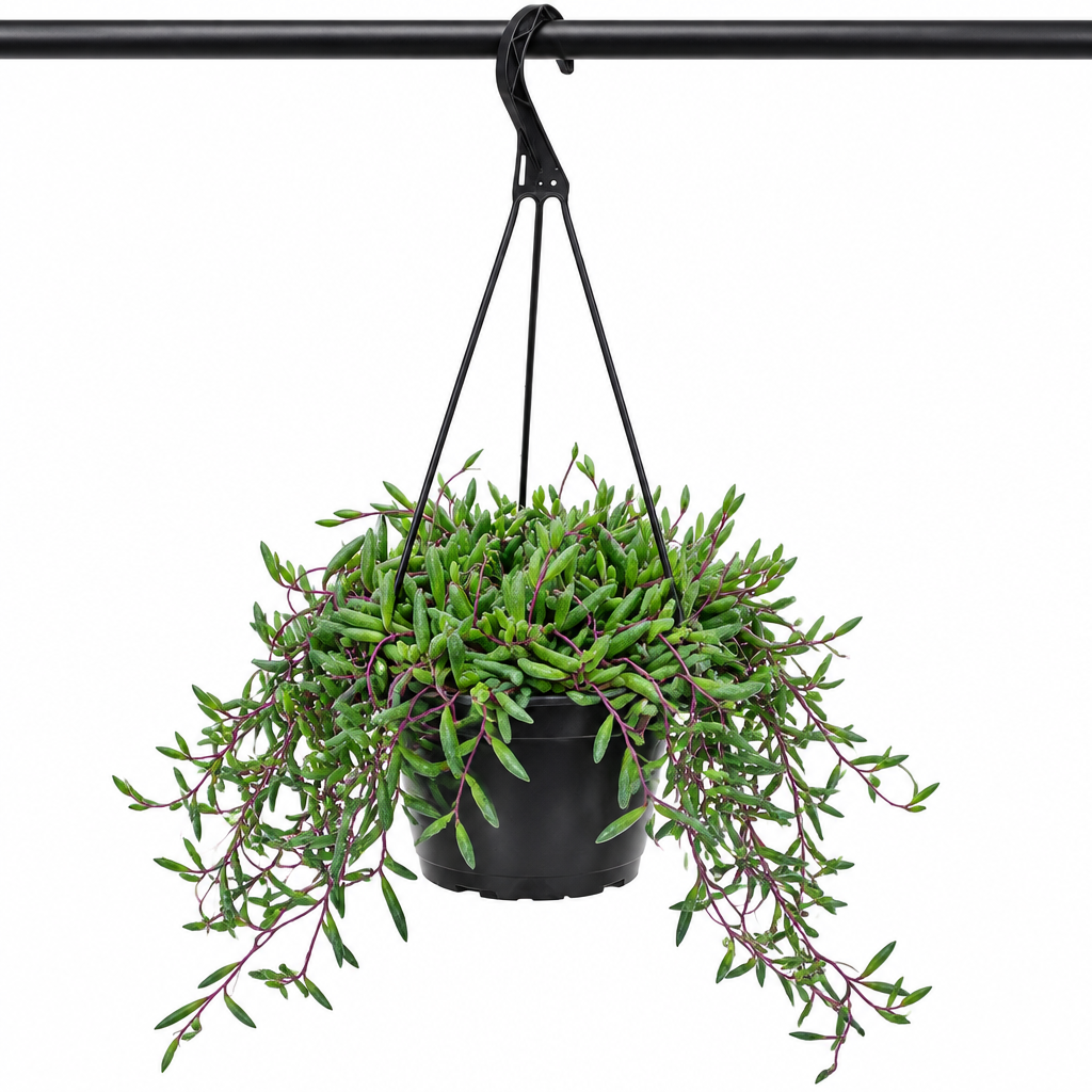 String of Pickles in black 6-inch hanging grow pot supported by visible bar on white background