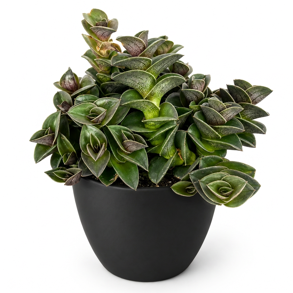 Chain Plant (Tradescantia navicularis) with layered green-purple boat-shaped leaves styled in a black BASEL 4.7-inch planter on white; decorative planter sold separately