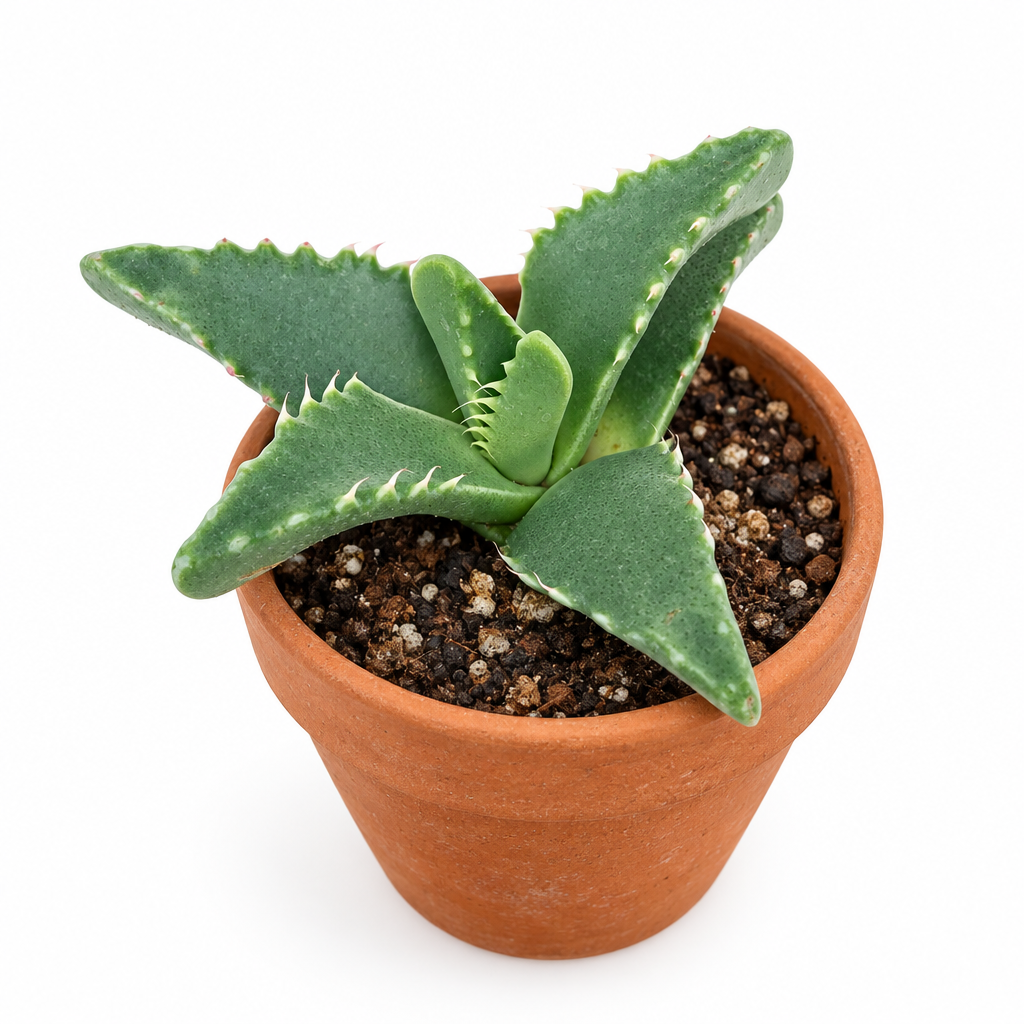 Tiger Jaw Faucaria tigrina directly planted in warm terracotta on white