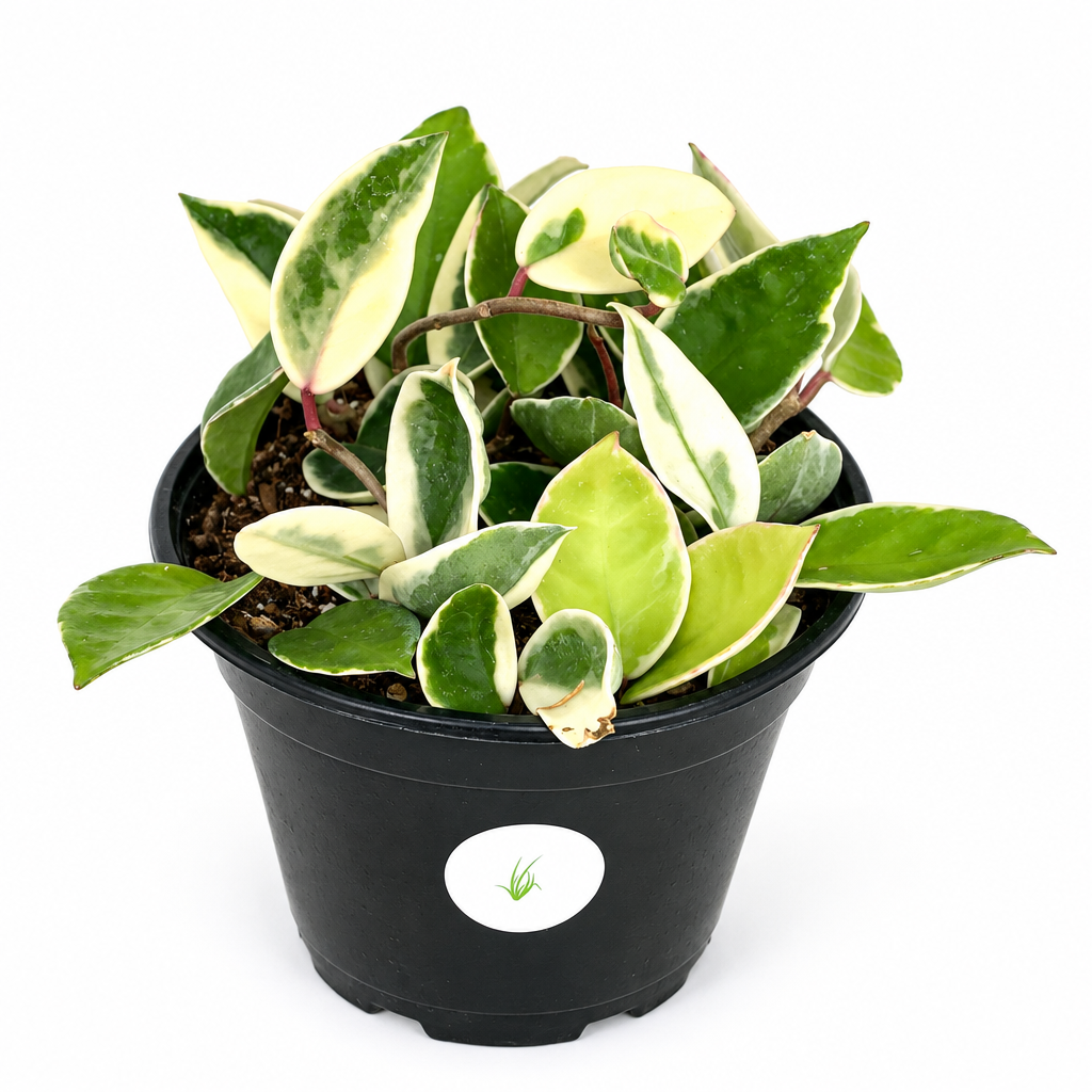 Hoya Krimson Queen with green and cream-edged leaves in 6-inch nursery pot on white