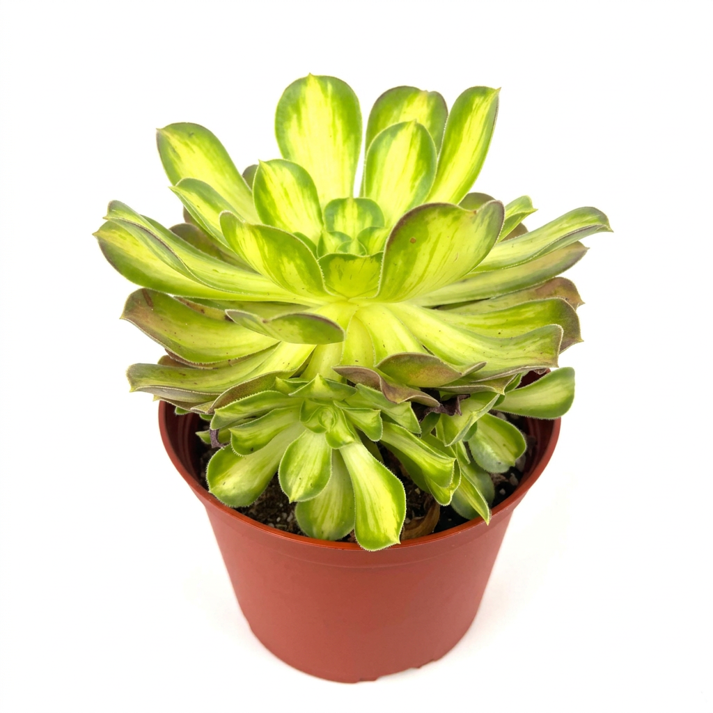 Aeonium Lemon Lime with yellow-and-green variegated rosettes in a 6-inch nursery pot against a white background