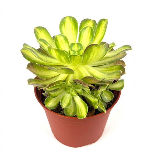 Aeonium Lemon Lime with yellow-and-green variegated rosettes in a 6-inch nursery pot against a white background