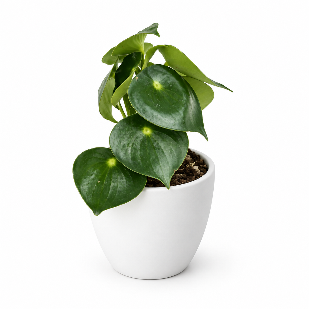 Peperomia Owl Eye with glossy green leaves styled in separately sold white Basel planter on white