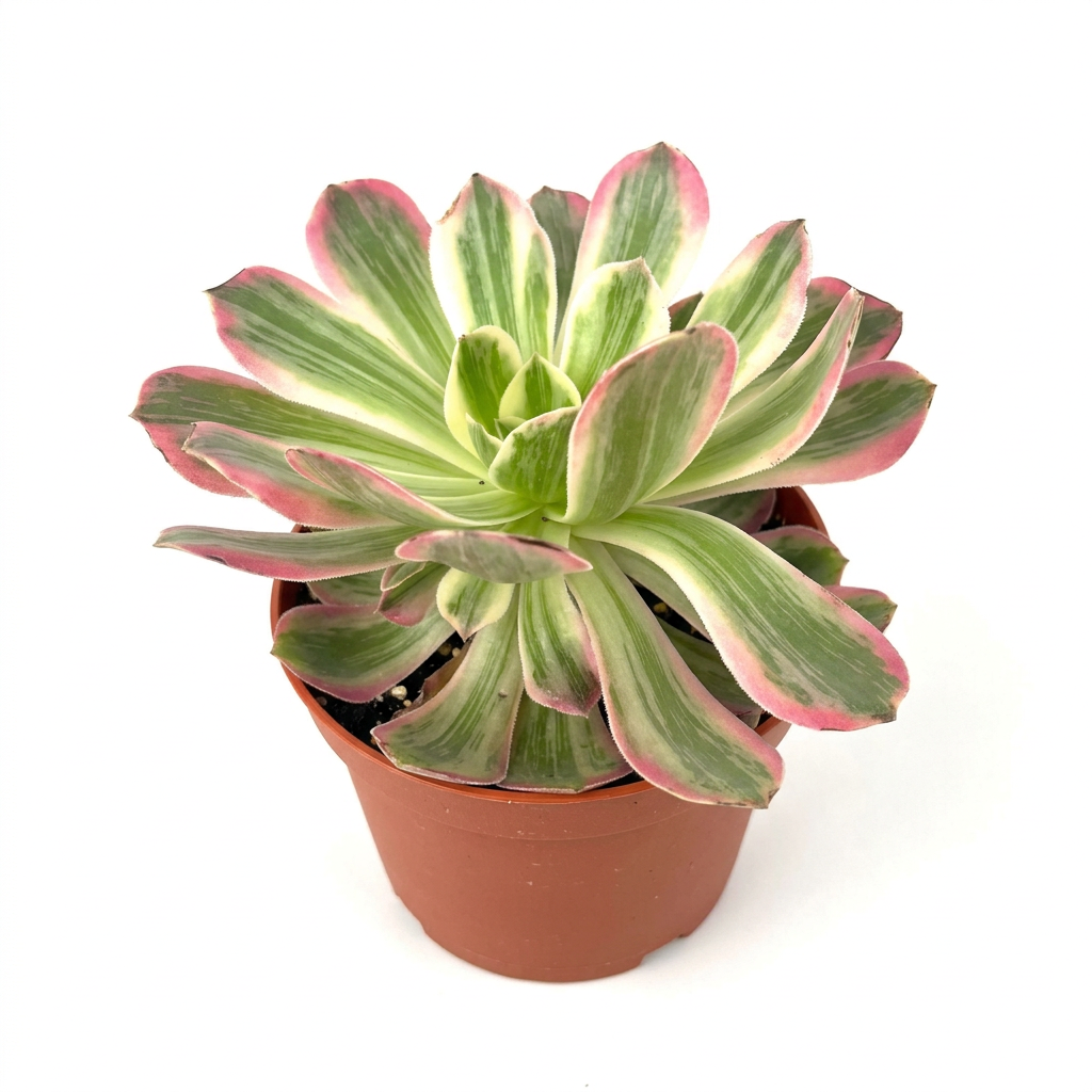 Aeonium Pink Witch with green and cream striped leaves and pink edges in a 6-inch nursery pot on white
