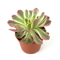 Aeonium Pink Witch with green and cream striped leaves and pink edges in a 6-inch nursery pot on white