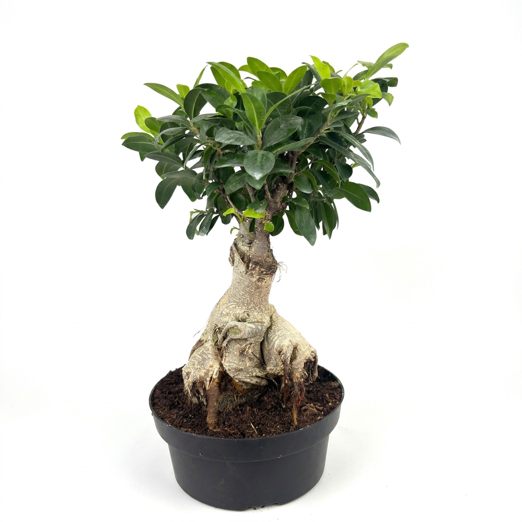 Ginseng Ficus bonsai with exposed textured roots and glossy green foliage in the included black eight-inch bonsai pot on white.