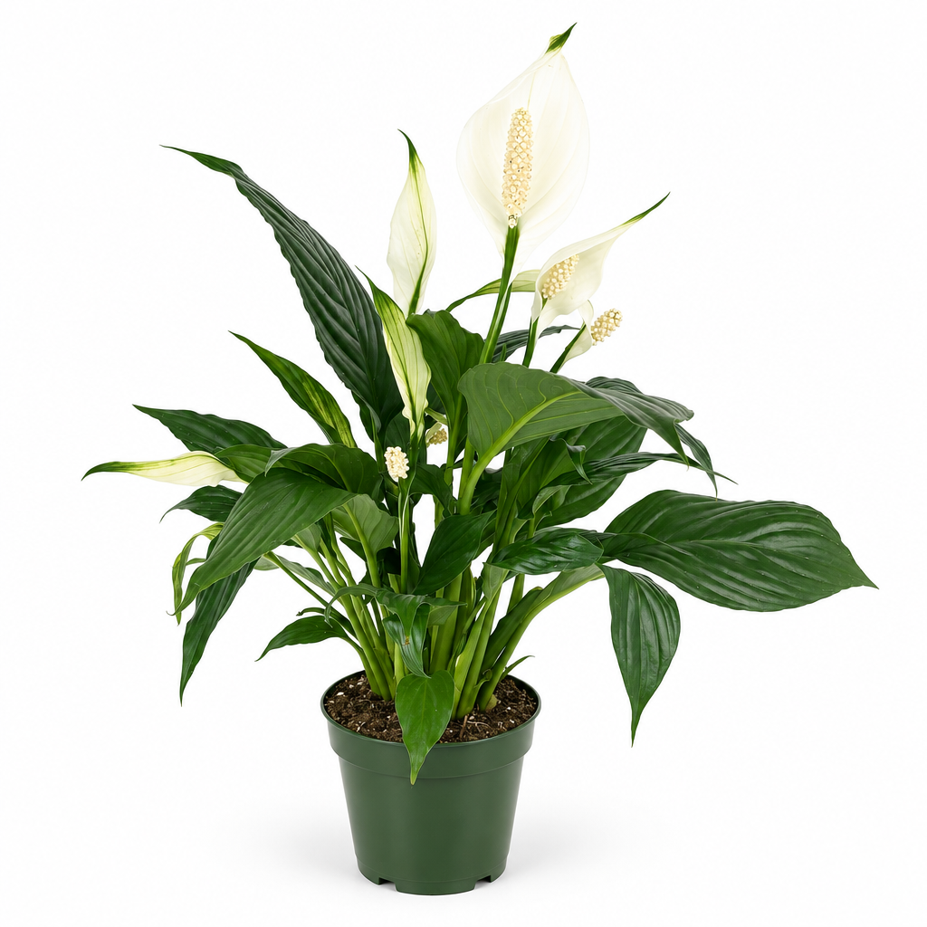Flowering Peace Lily with white spathes in a nursery grow pot on a white studio background
