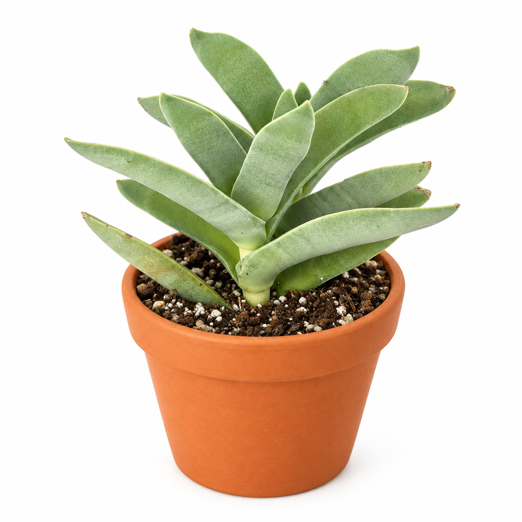 Propeller Succulent directly planted in orange terracotta pot; decorative pot not included