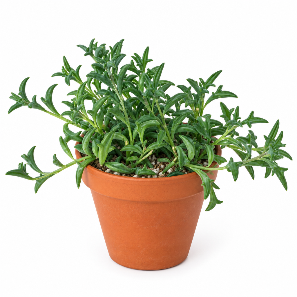 String of Dolphins succulent planted in warm terracotta pot on white background; pot not included