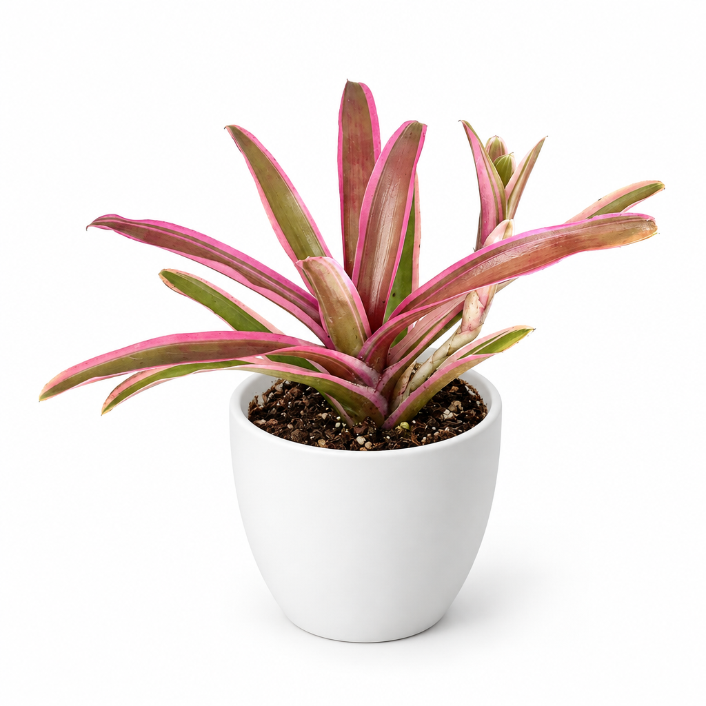 Pink-edged Neoregelia Donger rosette styled in separately sold white Basel planter on white