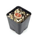 One Lithops Top Red living stone head in a 2-inch nursery pot against white