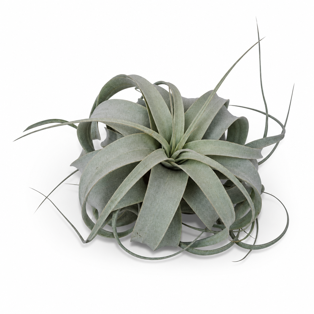 Tillandsia Xerographica air plant with broad curling silver-green leaves on a white studio background