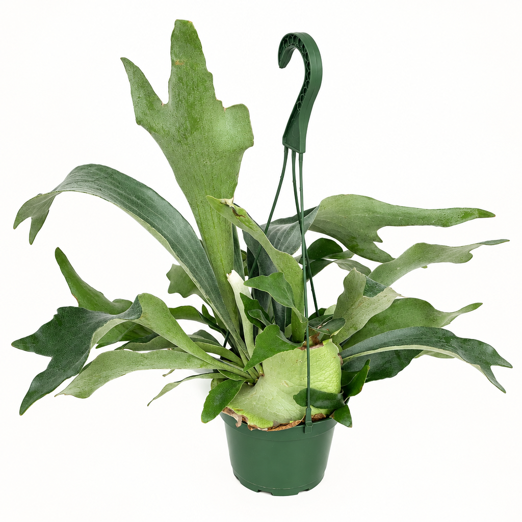 Netherlands staghorn fern with antler and shield fronds in 6-inch hanging pot