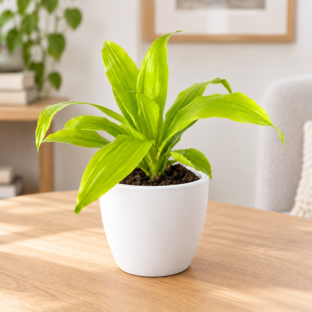 Dracaena Limelight styled in white Basel 4.7-inch planter, sold separately