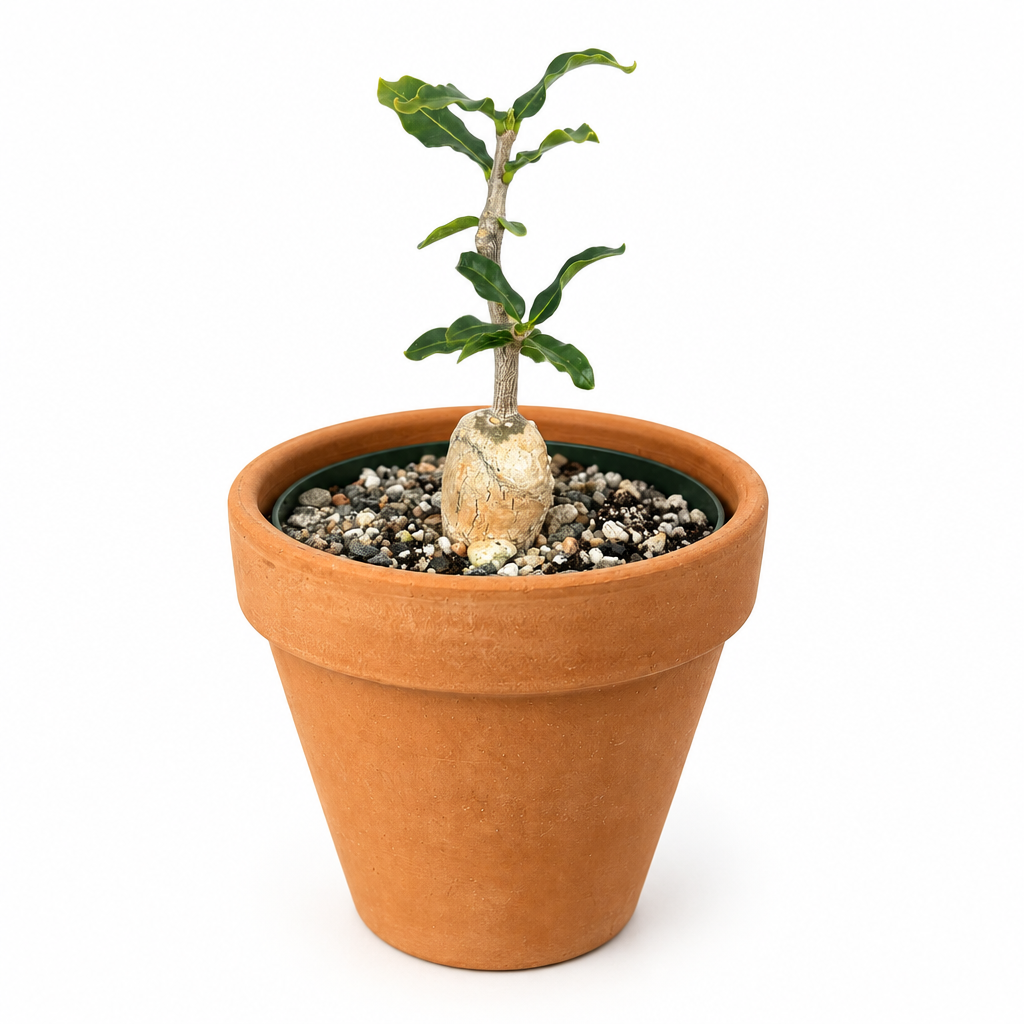 Fockea crispa caudiciform with visible swollen base in a warm orange terracotta pot on white