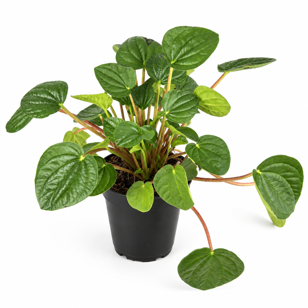 Peperomia Rana Verde with glossy green heart-shaped leaves in black 4-inch nursery pot on white