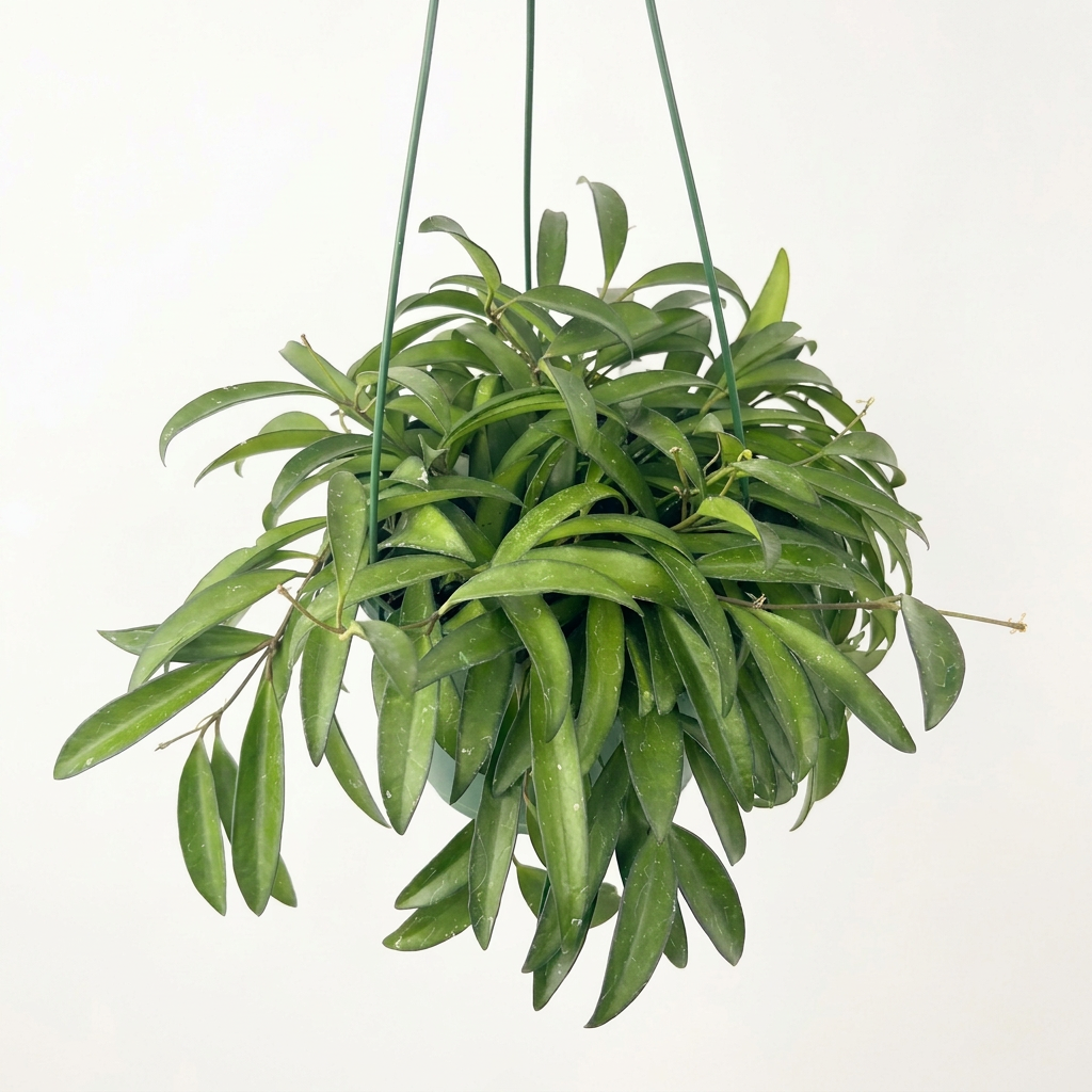 Green Hoya Wayetii in a 6-inch hanging nursery pot against a bright studio background