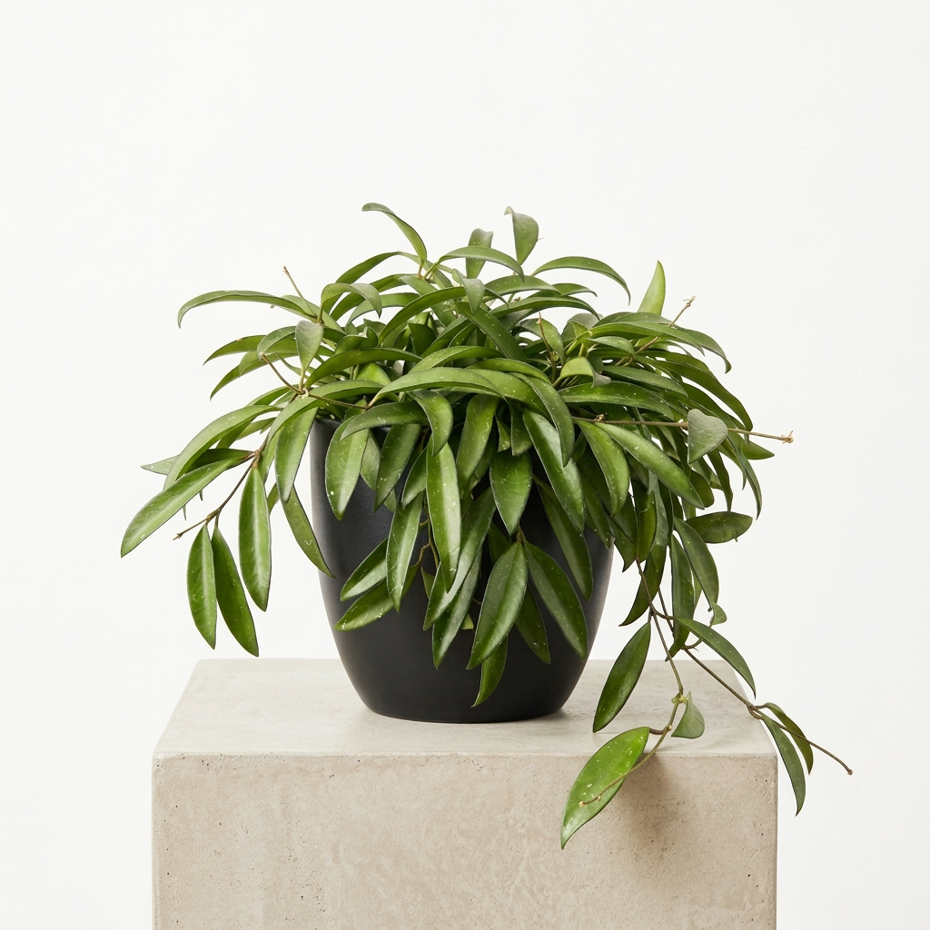 Hoya Wayetii styled in a black BASEL decorative planter, sold separately