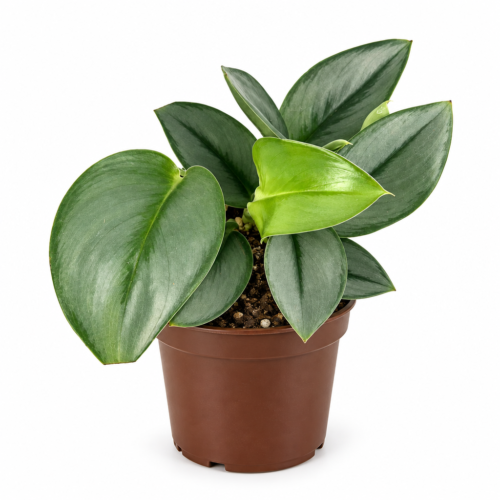 Young Scindapsus treubii Moonlight with silvery leaves in 4-inch nursery pot on white