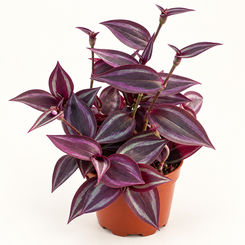 Tradescantia Red Gem burgundy leaves in a 4-inch nursery grow pot