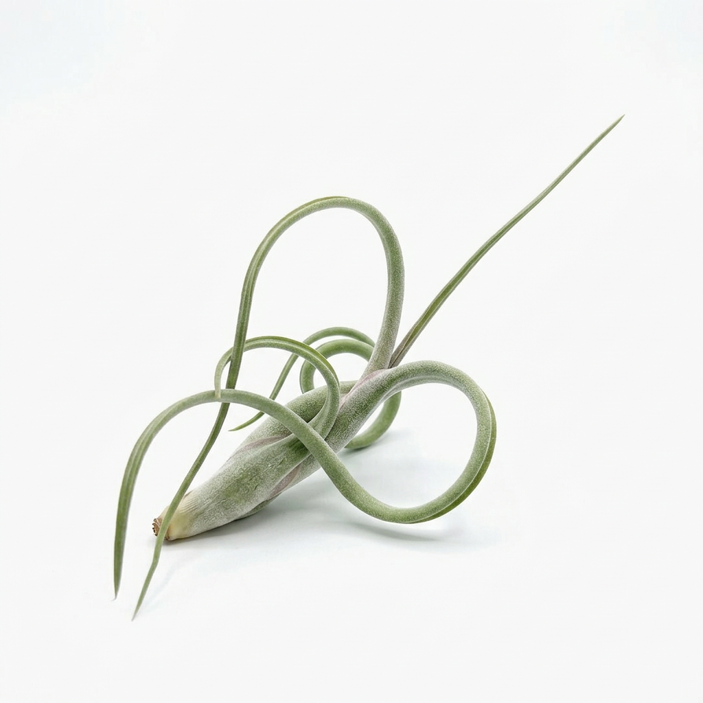 Tillandsia intermedia air plant with looping silvery-green leaves on a white background