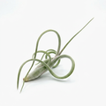 Tillandsia intermedia air plant with looping silvery-green leaves on a white background