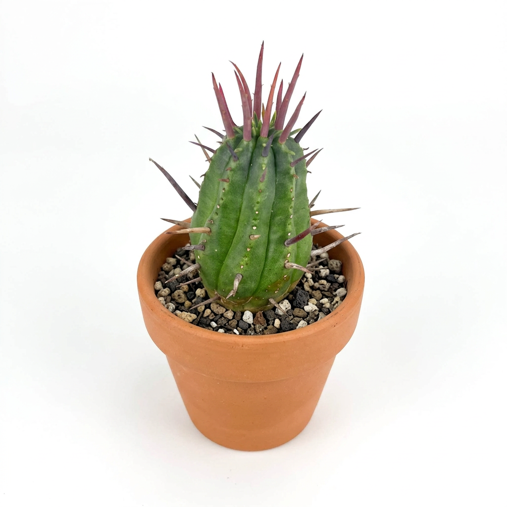 Euphorbia ferox styled in a terracotta pot on a white studio background; decorative pot sold separately.