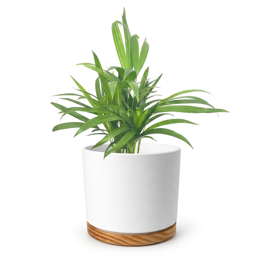 Areca Palm styled in a white 6-inch OSLO planter with wood-grain base; decorative planter sold separately