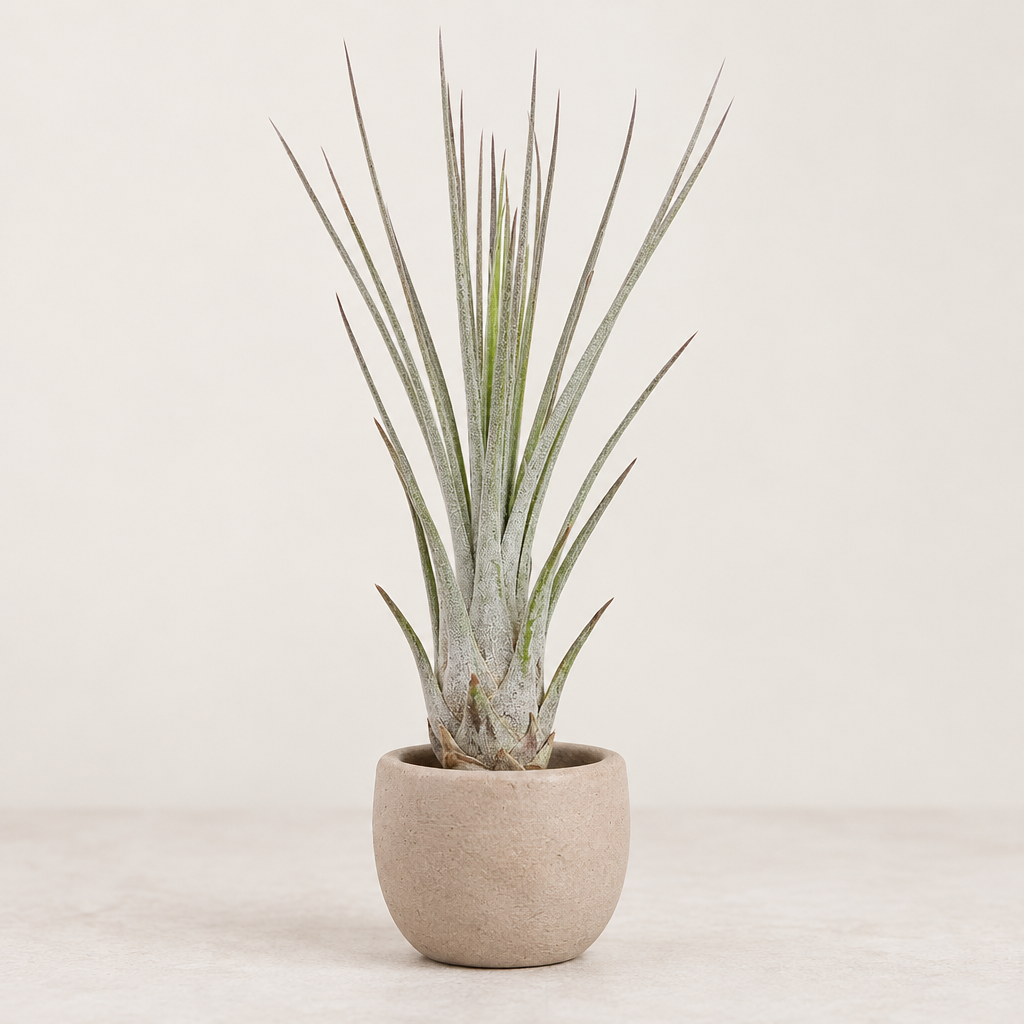 Tillandsia Juncea air plant displayed in a small pale taupe terracotta pot; pot not included