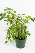 Ficus benjamina Spearmint with green and creamy yellow variegated leaves in a 6-inch nursery pot on a white background