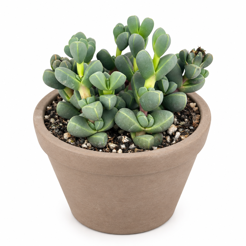 Clustered Corpuscularia lehmannii in taupe terracotta pot; decorative pot not included