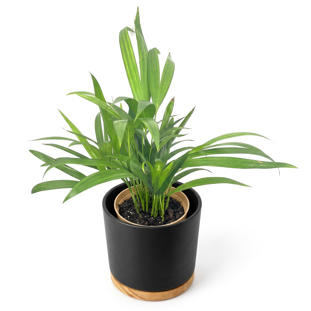 Areca Palm styled in a black 6-inch OSLO planter with wood-grain base; decorative planter sold separately
