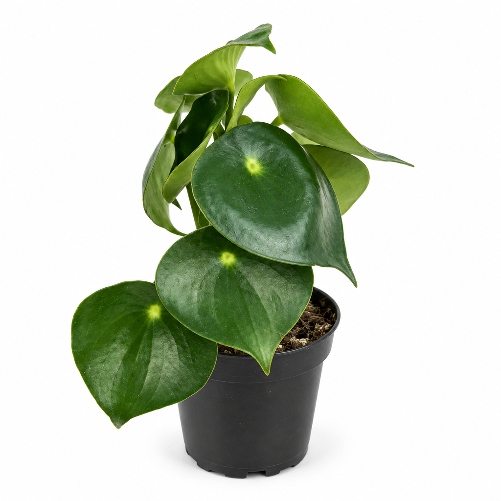 Peperomia Owl Eye with glossy green rounded leaves in black 4-inch nursery pot on white