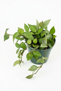 Hoya Eskimo with silver-splashed green leaves and trailing stems in a green 4-inch nursery pot on white.