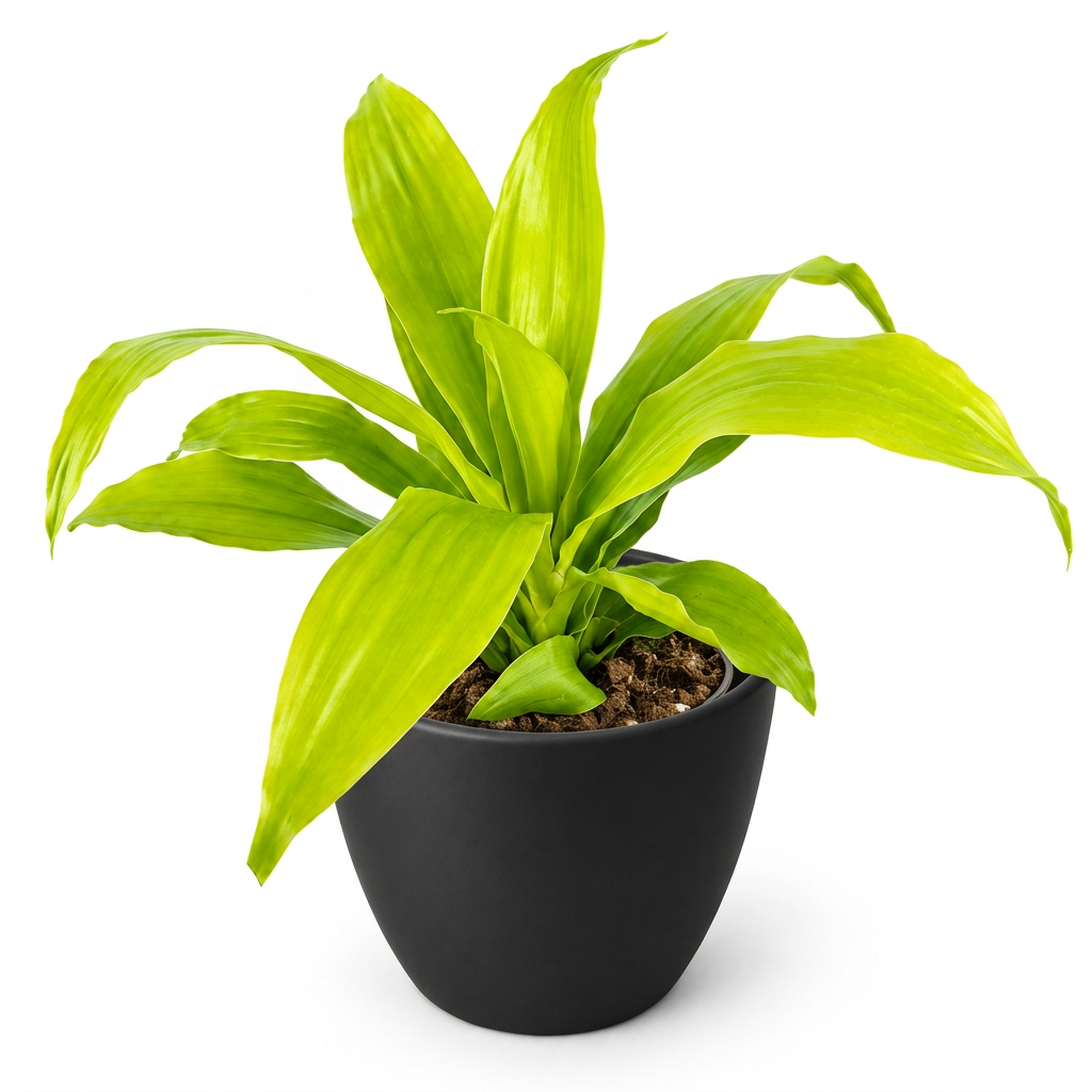 Young Dracaena Limelight with arching lime-green leaves styled in a black BASEL 4.7-inch planter on white; decorative planter sold separately