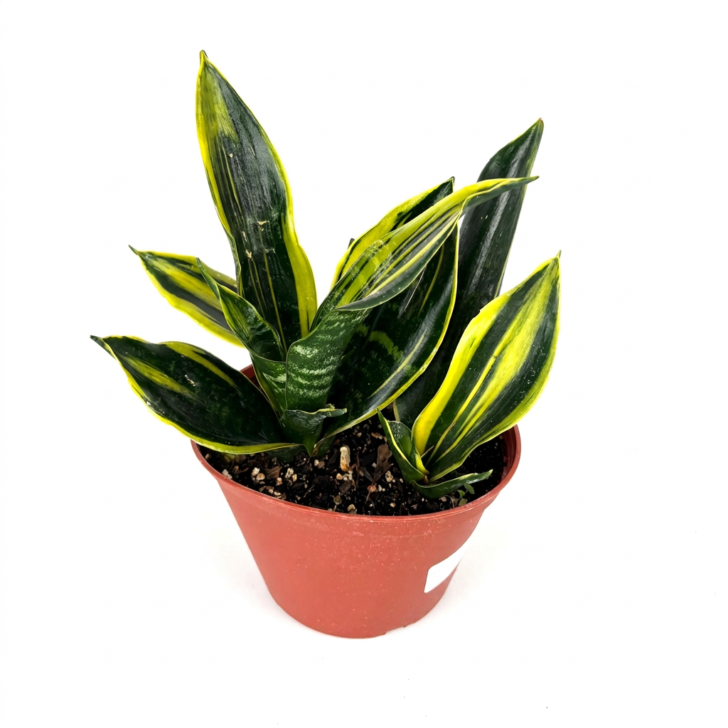 Gold Flame Snake Plant with green-and-yellow leaves in a 6-inch nursery pot on a white studio background