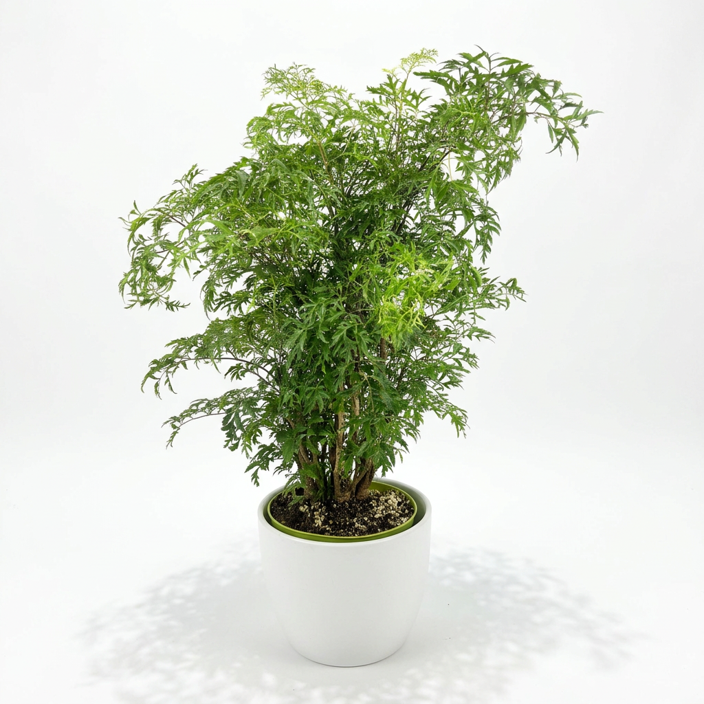 Ming Aralia Stump styled in a white BASEL decorative planter, sold separately